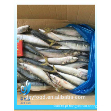 Cavalo de alta qualidade / Indian / Pacific Mackerel venda